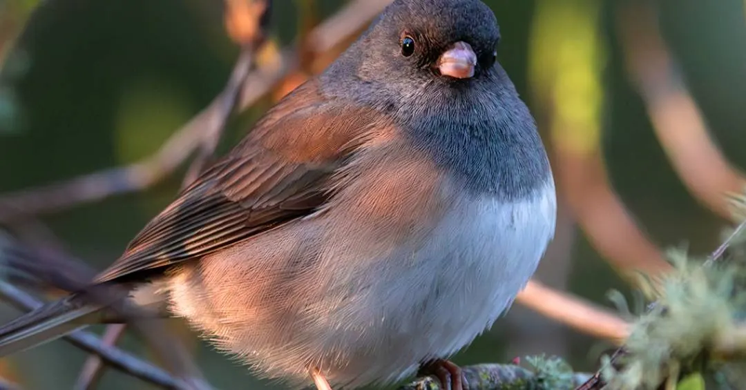 Como o lockdown da pandemia transformou o bico desses passarinhos