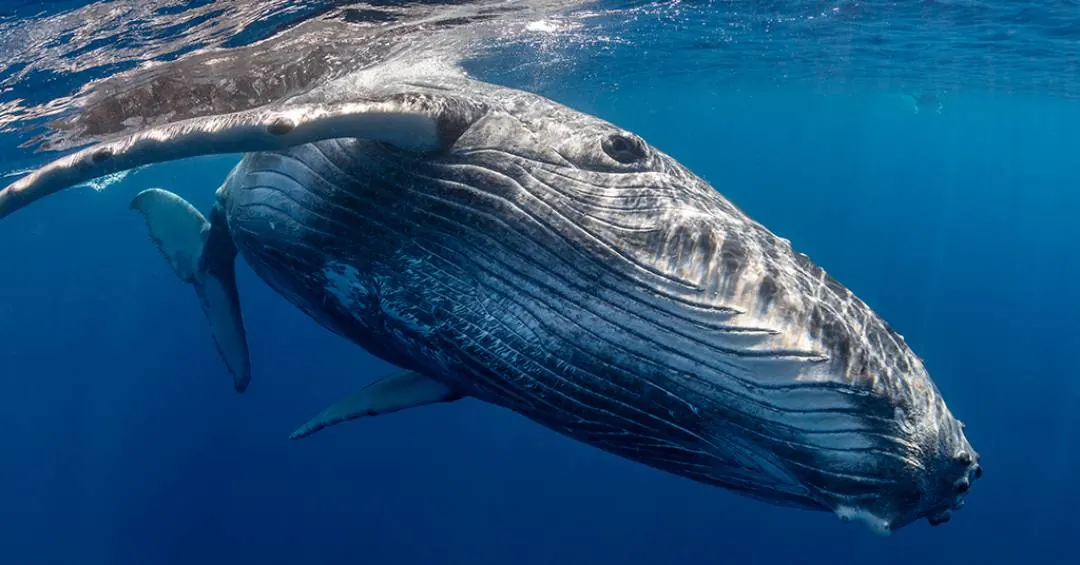 DNA de baleias-jubarte ainda carrega marcas da caça predatória do século 20