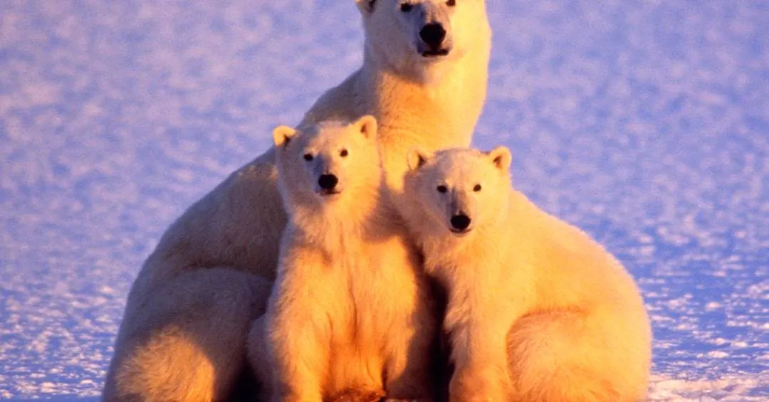 Em caso raro, ursa-polar adota filhote. Saiba como acompanhar a migração da família