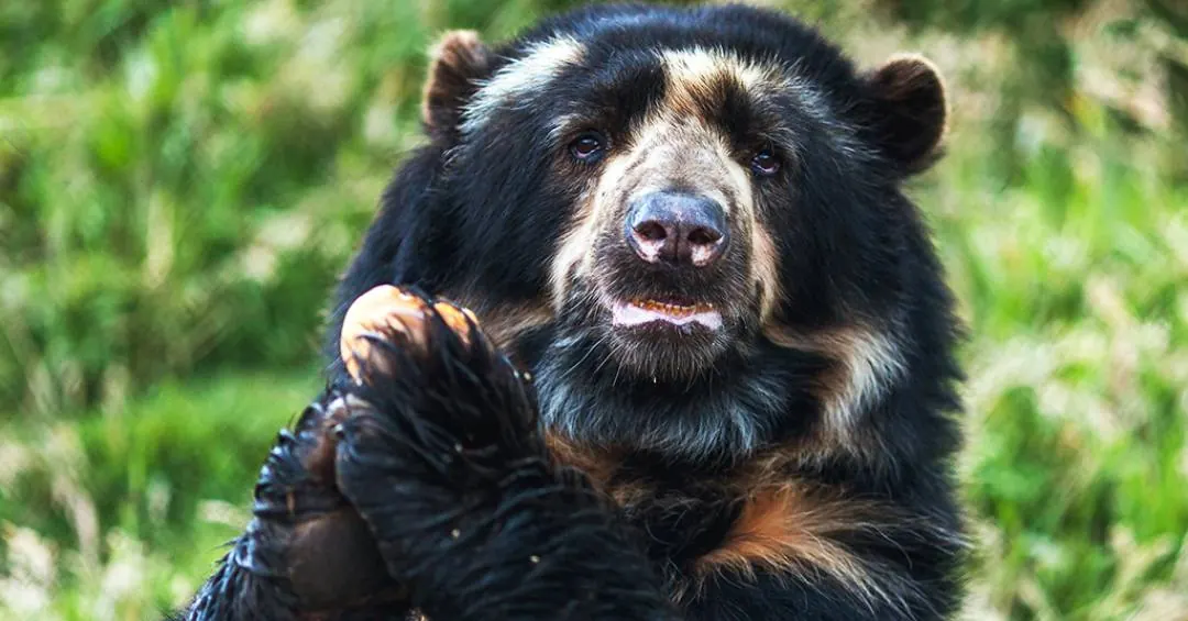 Estudo reprodutivo em ursos andinos pode colaborar para a conservação da espécie