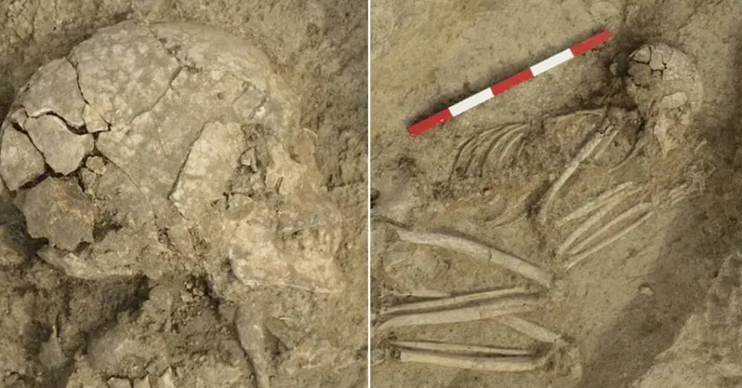 Jovem teve a cabeça mordida por um leão há 6 mil anos – e sobreviveu