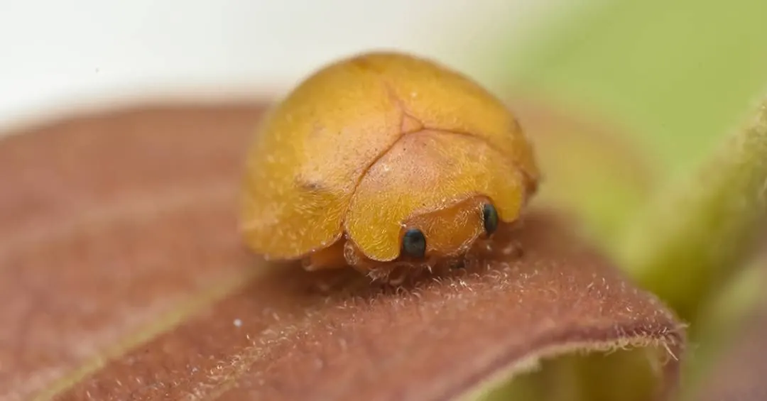 Nova espécie de joaninha é descoberta na Bahia – e chama atenção pela fofura
