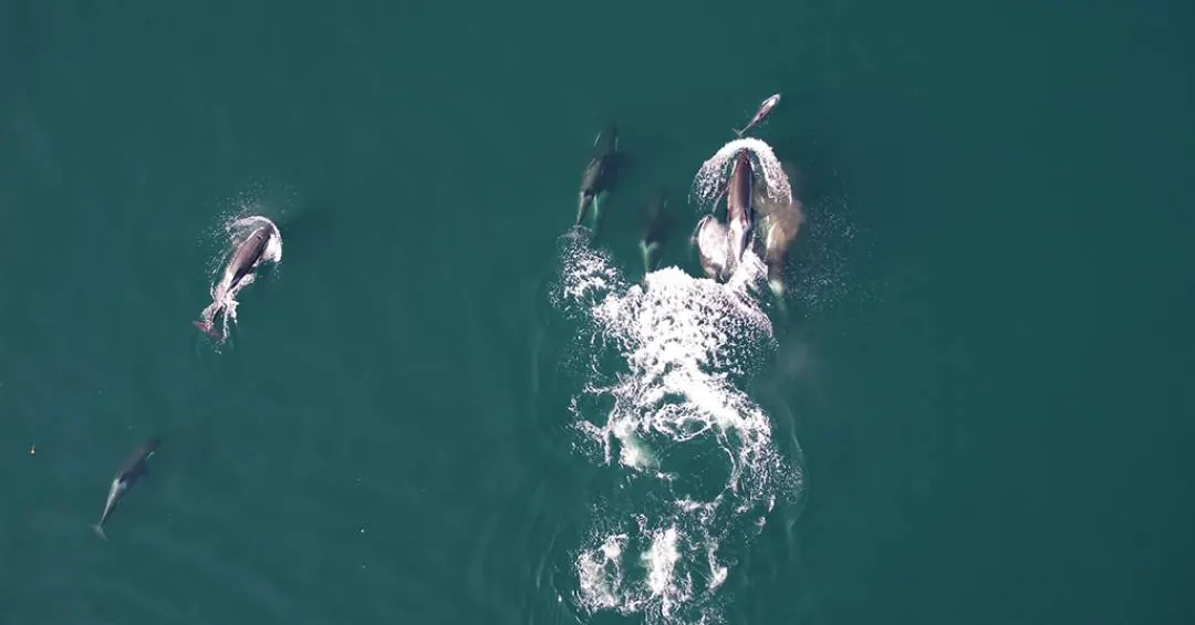 Orcas e golfinhos se juntam em parceria incomum para caçar salmões; veja vídeo