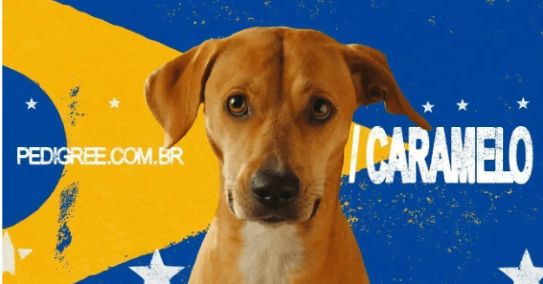 Pesquisa inédita revela o mapa genético do vira-lata caramelo brasileiro