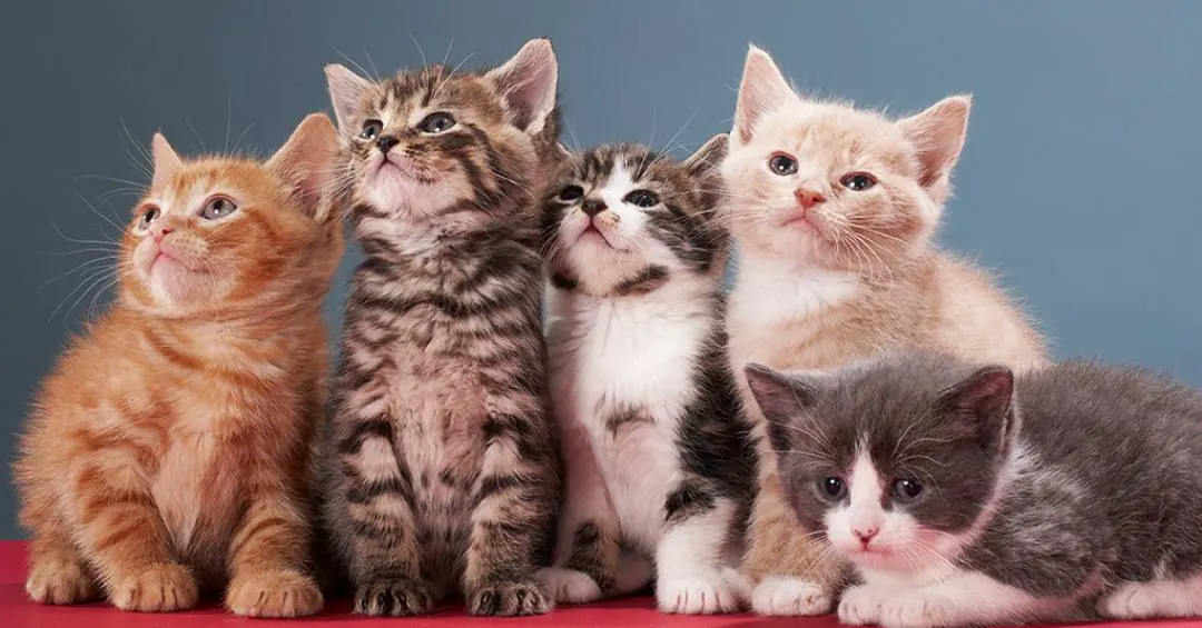 Quando os gatos foram domesticados? Novos estudos indicam que foi mais tarde do que se imaginava