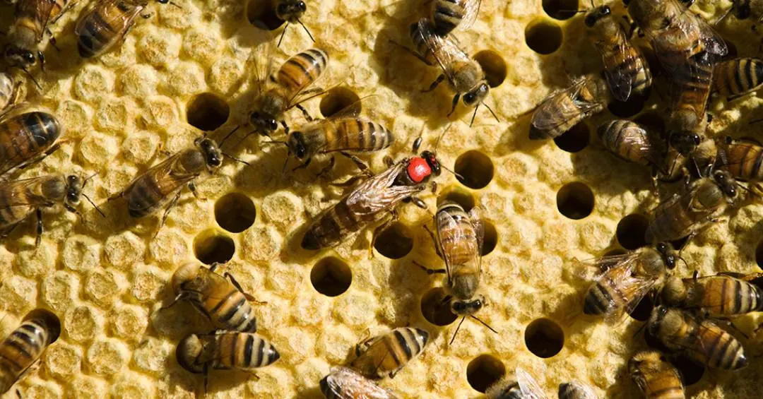 Revolta de operárias contra rainhas enfraquecidas por vírus pode ser causa da redução das colônias de abelhas