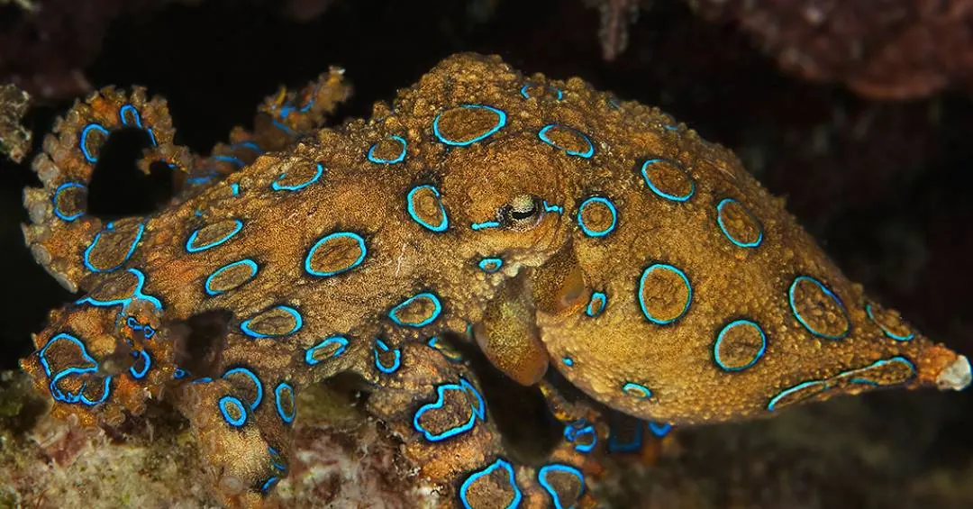 Sem saber, turista pega na mão polvo mais venenosos do mundo