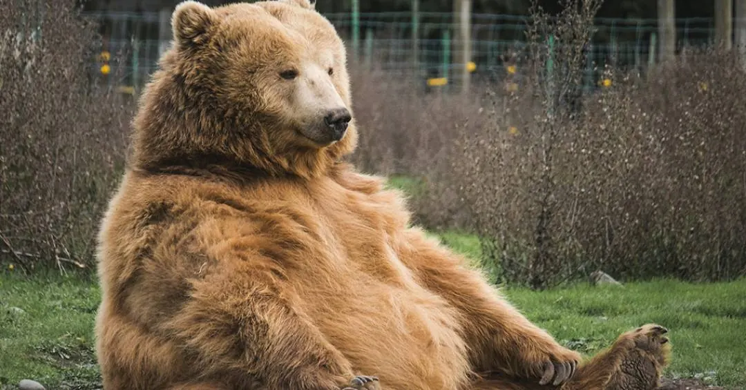 Ursos são os novos cachorros? Como a interação humana tornou esses ursos menos agressivos