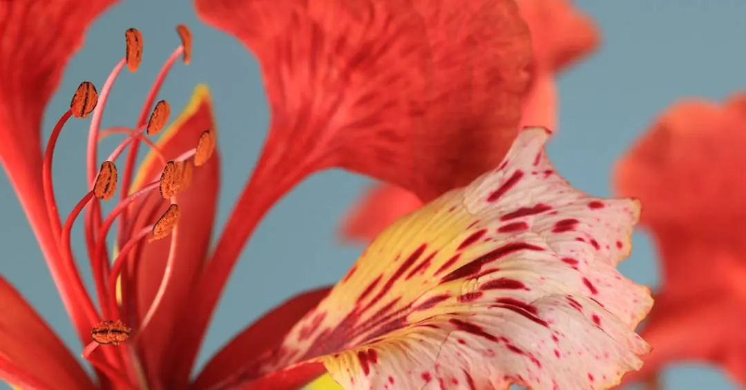 A vida sexual das plantas é muito mais complicada do que se imagina