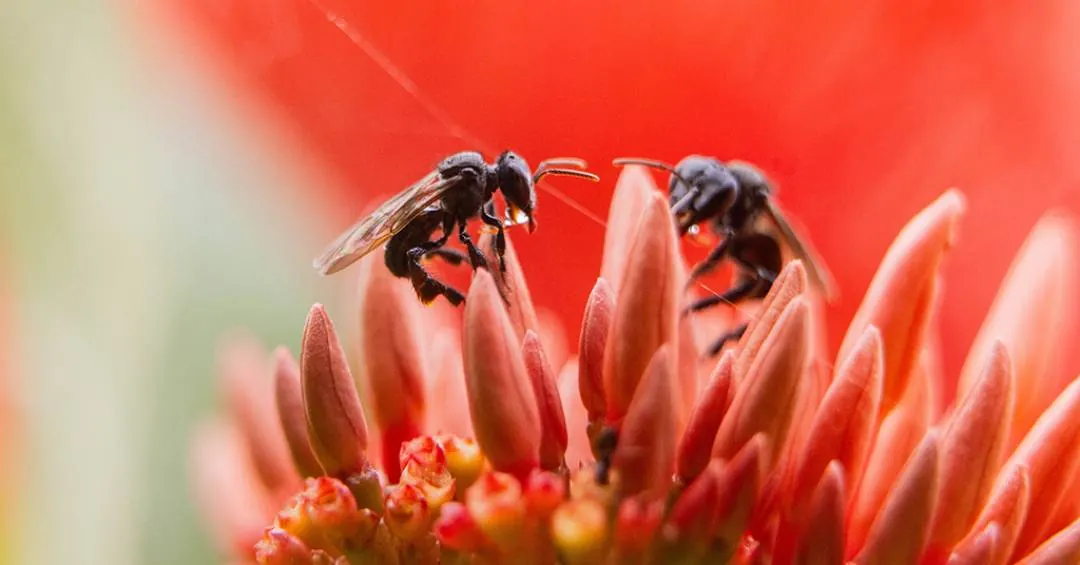 Abelhas da Amazônia se tornam os primeiros insetos com direitos legais