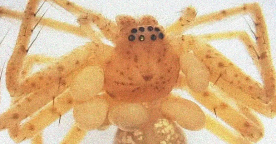 Ácaro que parasita aranhas é descoberto no Brasil pela primeira vez
