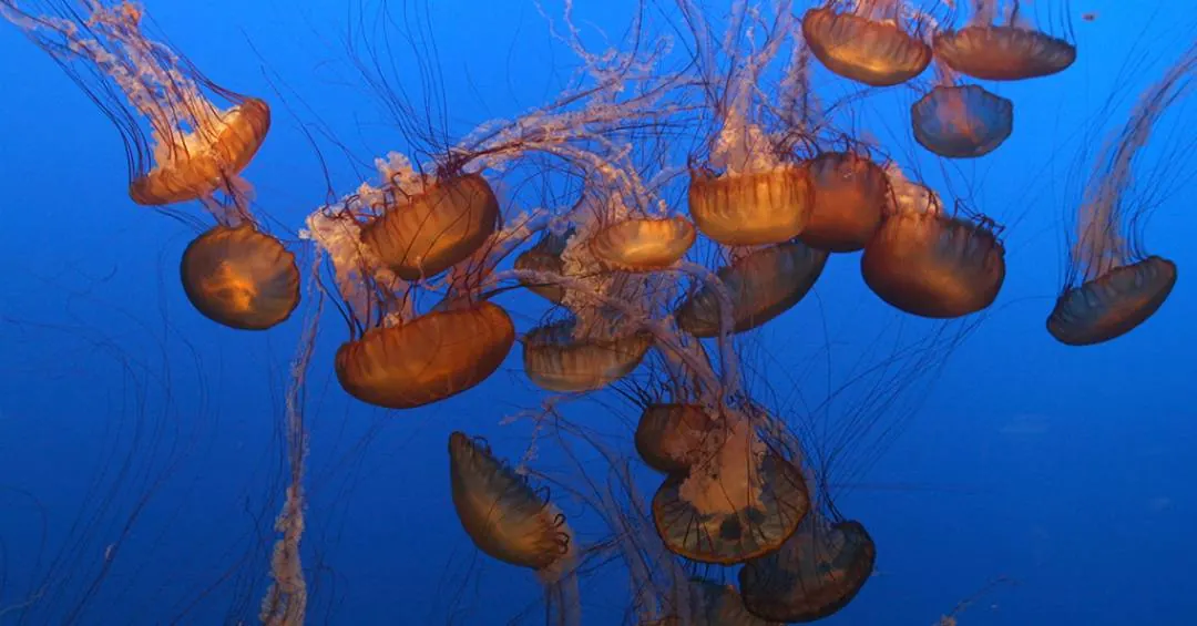 Águas-vivas dormem 8 horas por dia, mesmo não tendo cérebro