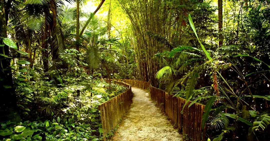 Biofobia: por que algumas pessoas odeiam o contato com a natureza?