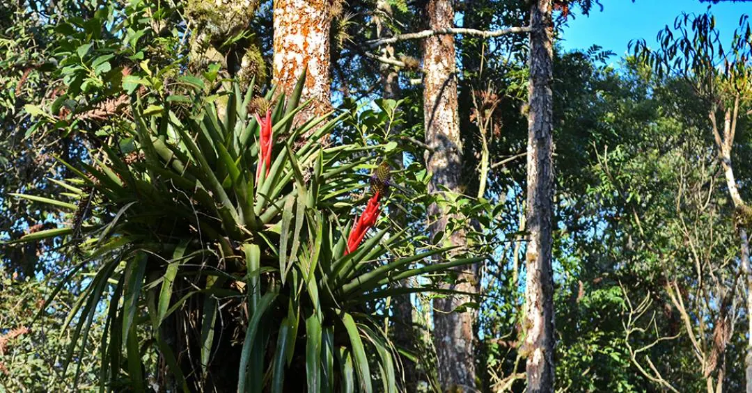 Bromélias são peças-chave para a diversidade da Mata Atlântica, revela estudo