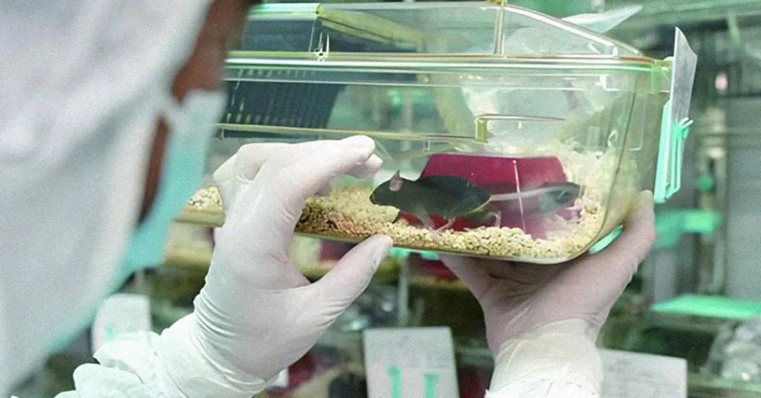 Camundonga que foi ao espaço dá à luz após missão chinesa