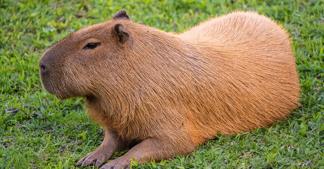 Capivaras possuem ‘interruptor’ molecular que controla a digestão de carboidratos