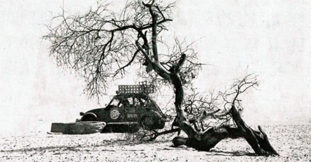 Como a árvore mais isolada do planeta morreu atingida por um caminhão