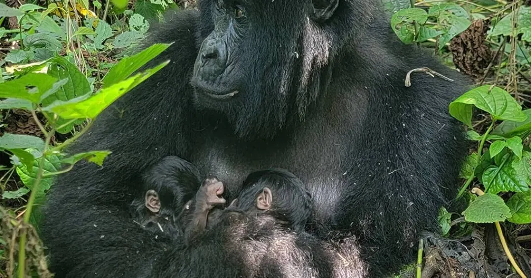 Em caso raro, gêmeos gorilas-das-montanhas nascem em parque africano