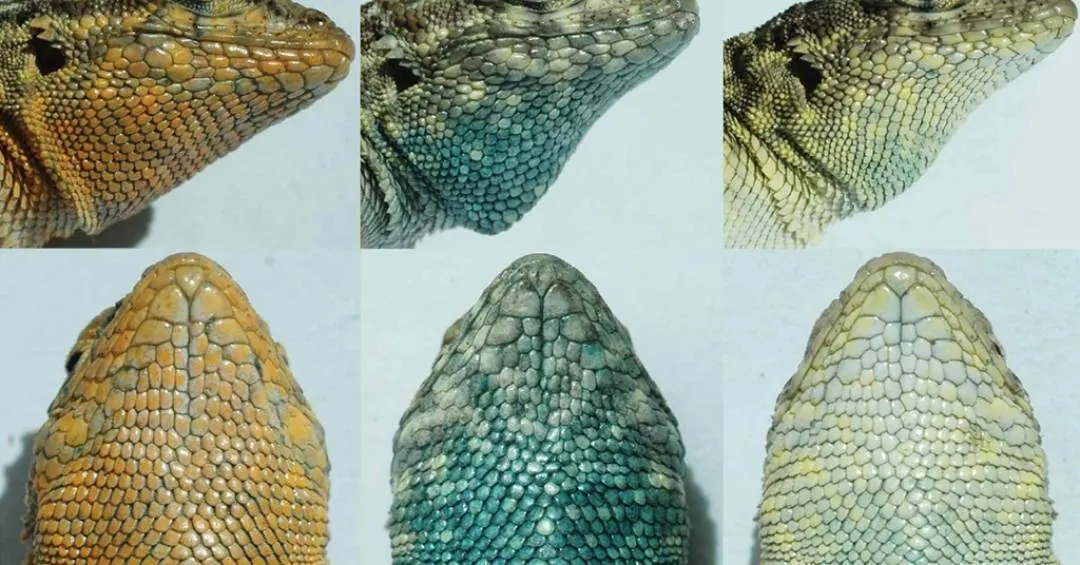 Esses lagartos vivem em um jogo de pedra, papel e tesoura