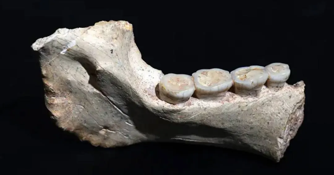 Fósseis de 773 mil anos descobertos no Marrocos podem preencher lacuna na evolução humana