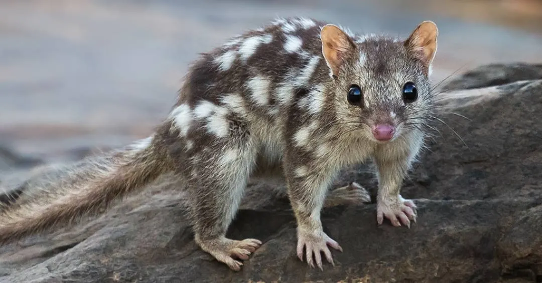 Marsupial ameaçado de extinção é fotografado pela 1ª vez em 80 anos na Austrália